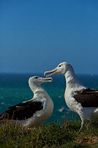 Northern royal albatross (Diomedea sanfordi), early pairing behaviour, Taiaroa Head, Otago Peninsula, New Zealand. Endangered.