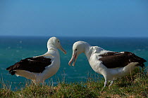 Northern royal albatross  (Diomedea sanfordi), early pairing behaviour, Taiaroa Head,  Otago Peninsula,  New Zealand. Endangered.