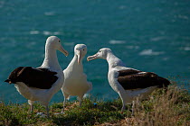Northern royal albatross (Diomedea sanfordi), early pairing behaviour, Taiaroa Head, Otago Peninsula, New Zealand. Endangered.