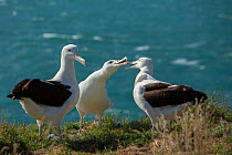 Northern royal albatross (Diomedea sanfordi), early pairing behaviour, Taiaroa Head, Otago Peninsula, New Zealand, Endangered.