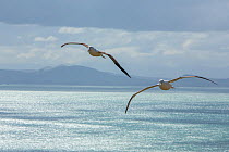 Northern royal albatross (Diomedea sanfordi) two in flight, Taiaroa Head, Otago Peninsula, New Zealand. Endangered.