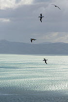 Northern royal albatross (Diomedea sanfordi) group in flight, Taiaroa Head, Otago Peninsula, New Zealand. Endangered.