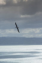 Northern royal albatross (Diomedea sanfordi) in flight, Taiaroa Head, Otago Peninsula, New Zealand. Endangered.