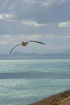 Northern royal albatross (Diomedea sanfordi), in flight, Taiaroa Head, Otago Peninsula, New Zealand. Endangered.