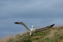 Northern royal albatross (Diomedea sanfordi) landing,  Taiaroa Head, Otago Peninsula, New Zealand.