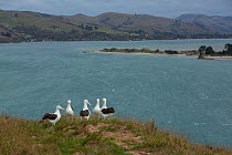 Northern royal albatross (Diomedea sanfordi), early courtship behaviour, Taiaroa Head, Otago Peninsula, New Zealand. Endangered.