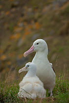 Northern royal albatross (Diomedea sanfordi), adult and chick, Taiaroa Head, Otago Peninsula, New Zealand, Endangered.