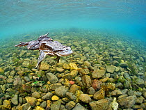 Titicaca water frog (Telmatobius culeus) swimming underwater, Lake Titicaca, Bolivia. Critically endangered species.