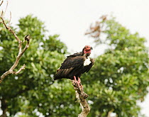 Red-headed Vulture (Aegypius calvus) perched, Bandipur Tiger Reserve, Karnataka, India, July. Critically endangered species