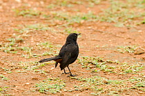 Indian black robin ( Copsychus fulicatus) male on ground, Bandipur, India. July