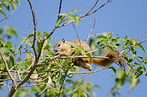 Smith's bush squirrel (Paraxerus cepapi) in tree, Kruger NP, South Africa, July
