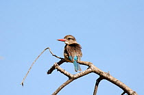 Brown hooded kingfisher (Halcyon albiventris) Kruger NP, South Africa, July