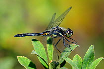 Black darter dragonfly (Sympetrum danae) male at rest. Dorset, UK August.