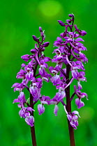 Early purple orchids (Orchis mascula) in flower. Somerset, UK April.