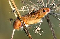 Adult Harvest mouse (Micromys minutus) climbing an umbellifer seedhead. Dorset, UK. March. Captive.
