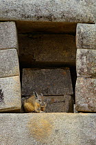 Northern Viscacha  or Vizcacha (Lagidium peruanum) resting in an old man made structure, Machu Picchu UNESCO World Heritage Site, Peru. February.