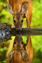 Roe deer (Capreolus capreolus) drinking, Pusztaszer protected landscape, Kiskunsagi, Hungary, May.