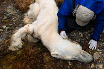 Scientist examining dead Polar bear (Ursus maritimus) which starved to death, Zeipelodden, Svalbard, Norway, September.