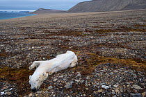 Dead Polar bear (Ursus maritimus) starved to death, Zeipelodden, Svalbard, Norway, September.