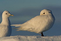 Two Ivory gulls (Pagophila eburnea) standing on snow, one of them is cleaning itself, Svalbard, Norway, Arctic, September