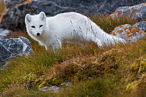 White Arctic fox (Alopex lagopus) in its winter fur looking at the camera, Svalbard, Norway, Arctic, September