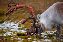 Svalbard reindeer (Rangifer tarandus platyrhynchus) scraping / shedding velvet off of its antlers, Spitsbergen, Svalbard, Norway, September