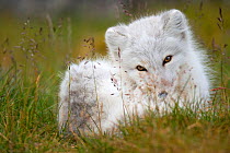 Arctic fox (Vulpes lagopus) in winter coat, resting in grass, Spitsbergen, Svalbard, Norway, September.