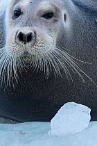 Bearded seal (Erignathus barbatus) Spitsbergen, Svalbard, Norway, September.