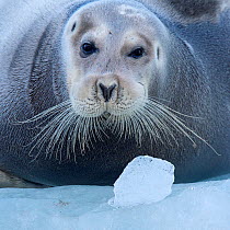 Bearded seal (Erignathus barbatus) hauled out on ice,  Spitsbergen, Svalbard, Norway, September.