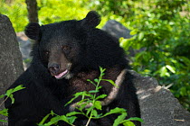 Asiatic black bear (Ursus thibetanus) vulnerable species, captive occurs in eastern Asia.