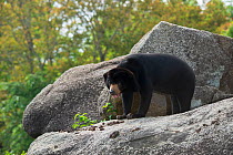 Sunbear (Helarctos malayanus) standing next to faeces, vulnerable species, captive occurs in South East Asia.