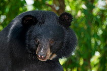 Asiatic black bear (Ursus thibetanus) portrait, vulnerable species, captive occurs in eastern Asia.