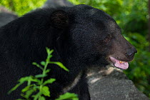 Asiatic black bear (Ursus thibetanus) portrait,  vulnerable species, captive occurs in eastern Asia.