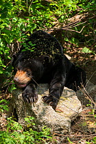 Sunbear (Helarctos malayanus) vulnerable species, captive occurs in South East Asia.