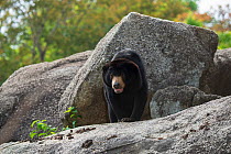 Sunbear (Helarctos malayanus) on rocks next to faeces, vulnerable species, captive occurs in South East Asia.