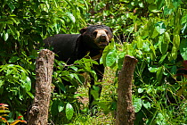 Sunbear (Helarctos malayanus) looking at camera with mouth open, vulnerable species, captive occurs in South East Asia.