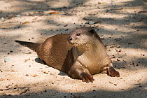 Smooth-coated otter (Lutrogale perspicillata) resting, vulnerable species, captive occurs in Asia.