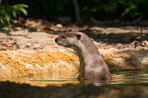 Smooth-coated otter (Lutrogale perspicillata) in water, vulnerable species, captive occurs in Asia,