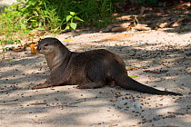 Smooth-coated otter (Lutrogale perspicillata) vulnerable species, captive occurs in Asia.