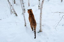 Amur tiger (Panthera tigris altaica) walking through snow, captive in zoo. Endangered species.