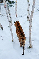 Amur tiger (Panthera tigris altaica) walking through snow, captive in zoo. Endangered species.