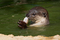 Smooth-coated otter (Lutrogale perspicillata) vulnerable species, captive occurs in Asia.