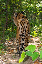 Indo-chinese tiger (Panthera tigris corbetti) rear view, endangered, captive occurs in Asia.
