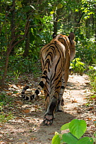 Indo-chinese tiger (Panthera tigris corbetti) rear view, endangered, captive occurs in Asia.
