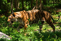Indo-chinese tiger (Panthera tigris corbetti) walking through trees, endangered,  captive occurs in Asia.