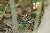 Leopard cat (Prionailurus bengalensis) captive occurs in South East Asia.