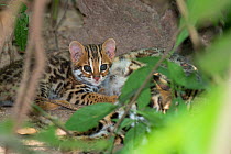 Leopard cat (Prionailurus bengalensis) captive occurs in South East Asia.
