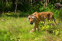 Indo-chinese tiger (Panthera tigris corbetti) endangered, captive occurs in Asia.