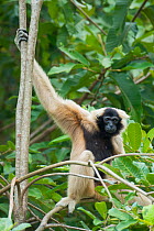 Pileated gibbon (Hylobates pileatus) female in tree,  Angkor Centre for Conservation of Biodiversity, Siem Reap, Cambodia. Endangered species.
