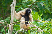 Pileated gibbon (Hylobates pileatus) female in tree, Angkor Centre for Conservation of Biodiversity, Siem Reap, Cambodia. Endangered species.